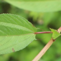 Corchorus olitorius L.